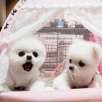 i-have-available-2-pomeranian-puppies-pomeranian-bahrain-2