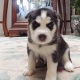male-and-female-siberian-husky-pups-other-arif-wala