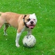 american-bulldog-bully-type-for-stud-other-bhawana