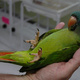 blue-crown-conure-parrot-for-sale-sun-conure-karachi-3
