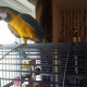 blue-and-gold-macaw-parot-other-lahore-1