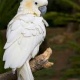 parrot-for-adoption-african-grey-parrot-bhalwal
