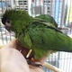 hand-reared-cuddly-tame-hahn-macaw-babies-for-sale-other-lahore