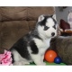lovely-and-charming-siberian-husky-puppies-other-badhber