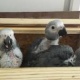 parrot-for-sale-african-grey-parrot-bahawalnagar