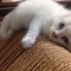 i-want-to-sell-my-persian-doll-face-cats-and-kittens-persian-cats-karachi-2