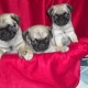 pug-puppies-pug-jhol