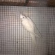 cockatiels-grey-common-white-eno-etc-cockatiel-parrots-rawalpindi