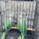 pin-feather-indian-raw-adult-parrots-alexandrine-parrot-rawalpindi-cantt-6