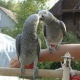 african-grey-parrots-african-grey-parrot-abbas-nagar