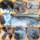 parsian-kittens-persian-cats-karachi-2