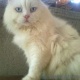 persian-male-snow-white-persian-cats-lahore-5
