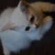 1-5-months-old-kitten-for-sale-persian-cats-rawalpindi-2