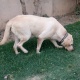 pedigree-bitch-19-month-age-labrador-retriever-lahore-3