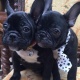 well-trained-french-bulldog-puppies-for-sale-other-abadi-jalalpur-pirwala