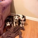 3-siberian-husky-puppes-for-free-adoption-other-islamabad