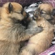 beautiful-pomeranian-puppies-pomeranian-lahore