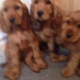 cocker-spaniel-puppies-other-alipur-chatta-2