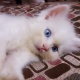 very-cute-persian-kittens-persian-cats-lahore-2