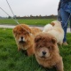 chow-chow-puppies-other-yazman