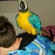 blue-and-gold-female-macaw-9mths-old-other-abbottabad