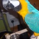 macaw-2-yrs-old-and-babbies-macaws-abbas-nagar