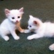 white-persian-kittens-1-month-old-male-and-female-persian-cats-lahore-2