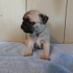 adorable-male-and-female-pure-breed-pug-puppies-pug-ahmadpur