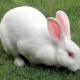 rabbit-for-addoption-other-garh-maharaja
