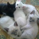 blue-eyes-original-breed-siamese-babies-for-sell-siamese-islamabad