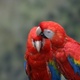macaw-speaking-parrots-and-fertile-eggs-available-for-adoption-other-fortabbas