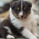 puppy-for-adoption-other-usta-mohammad