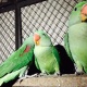 parrot-indian-ringneck-rawalpindi-7