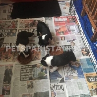 quality-boston-terrier-pups-other-islamabad-2