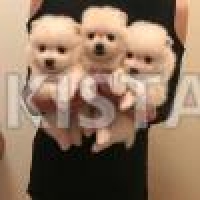 stunning-pomeranian-puppies-males-and-females-pomeranian-ali-pur