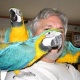 parrot-for-sale-african-grey-parrot-amangarh-industrial-area
