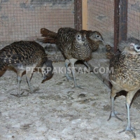 red-golden-pheasant-yellow-golden-pheasant-and-lady-amherst-pheasant-putrhey-golden-pheasant-lahore-cantt