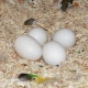 parrot-eggs-african-grey-parrot-abadi-jalalpur-pirwala