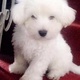 west-highland-terrier-puppy-tibetan-terrier-islamabad-2