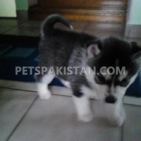 blue-eyes-siberian-husky-puppies-for-sale--akhtar-abad