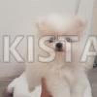 kc-reg-pomeranian-puppies-pomeranian-allah-abad