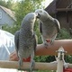 african-grey-parrots-other-bhalwal
