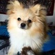 pomeranian-pups-for-adoption-other-abbasia