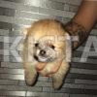 tea-cup-pomeranian-pomeranian-allah-abad