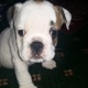 english-bulldog-puppies-other-ahmadabad-2