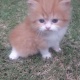 persian-doll-face-kittens-persian-cats-lahore-cant