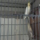 young-cocktails-for-sale-in-great-peice-cockatiel-parrots-rawalpindi-5