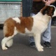 outstanding-litter-of-st-bernard-puppies-other-awaran