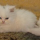 pure-persian-breed-female-kitten-cute-and-innocent-persian-cats-karachi-2