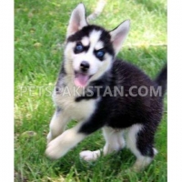 beautiful-siberian-husky-puppies--ali-pur